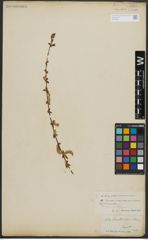 Foto von Salix alba L.